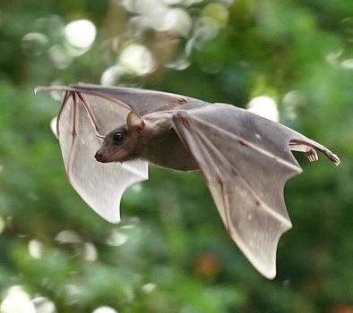 The hearing of bats decreases with age