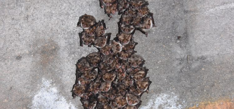 Jagdlebensräume des Großen Mausohrs <i>Myotis myotis</i> in der Ostschweiz: Markanter Rückgang geeigneter Waldflächen innerhalb von drei Jahrzehnten.