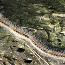 Die Fledermausvielfalt steigert die Ökosystemleistungen: Belege für die Prädation von Kiefern-Prozessionsspinnern
