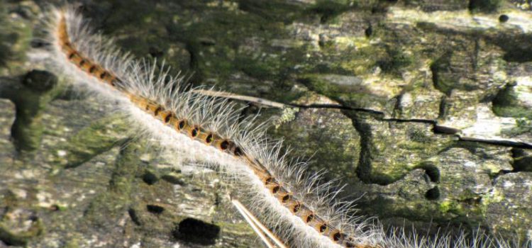 Die Fledermausvielfalt steigert die Ökosystemleistungen: Belege für die Prädation von Kiefern-Prozessionsspinnern