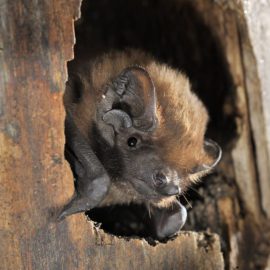 Autumn Migration of Greater Noctule Bat (<i>Nyctalus Lasiopterus</i>): through Countries and over Mountains to a New Migration Flight Record in Bats