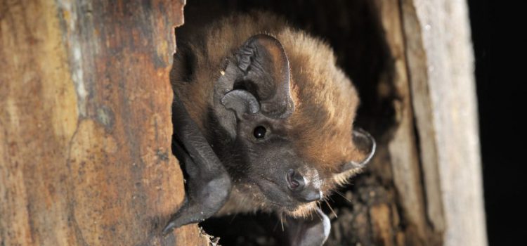 Autumn Migration of Greater Noctule Bat (<i>Nyctalus Lasiopterus</i>): through Countries and over Mountains to a New Migration Flight Record in Bats