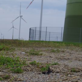 Windparks in Wäldern: eine besorgniserregende Geschichte aus Frankreich