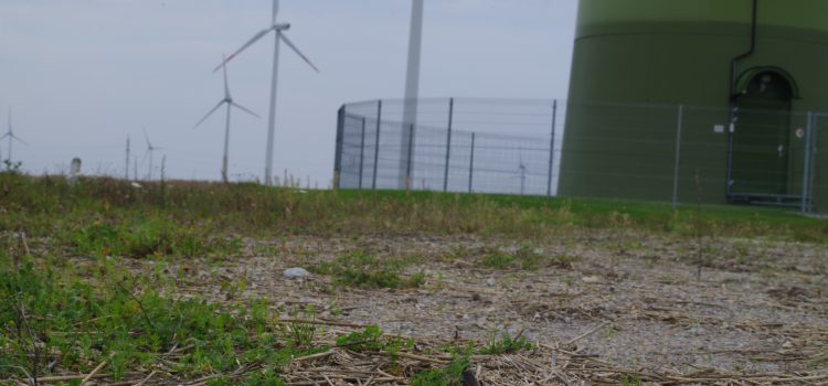 Windparks in Wäldern: eine besorgniserregende Geschichte aus Frankreich