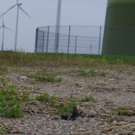 Wind farms in forests: a worrying story from France