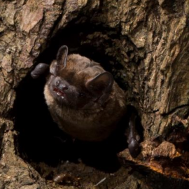 Participate in the Leisler’s Bat Project – Where do the Leisler’s spend the winter?