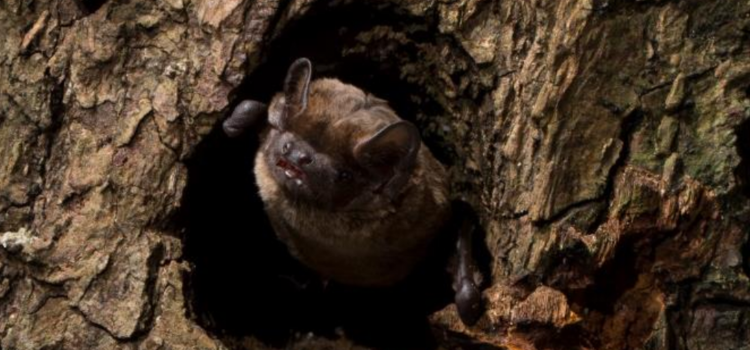 Participate in the Leisler’s Bat Project – Where do the Leisler’s spend the winter?