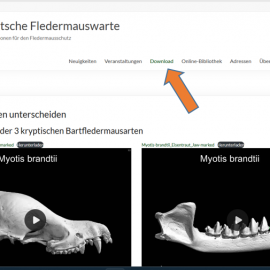 Neuer Download-Bereich auf der Fledermauswartenseite