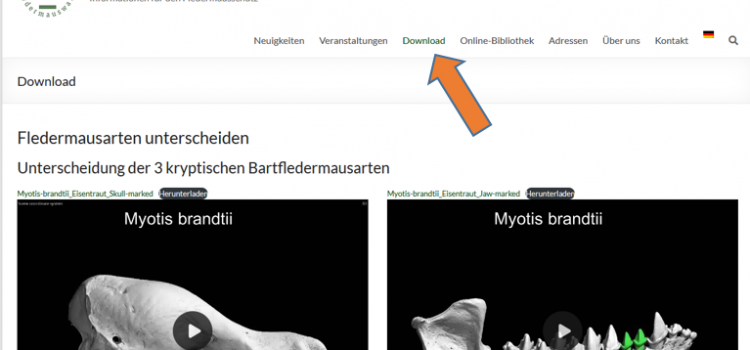 Neuer Download-Bereich auf der Fledermauswartenseite