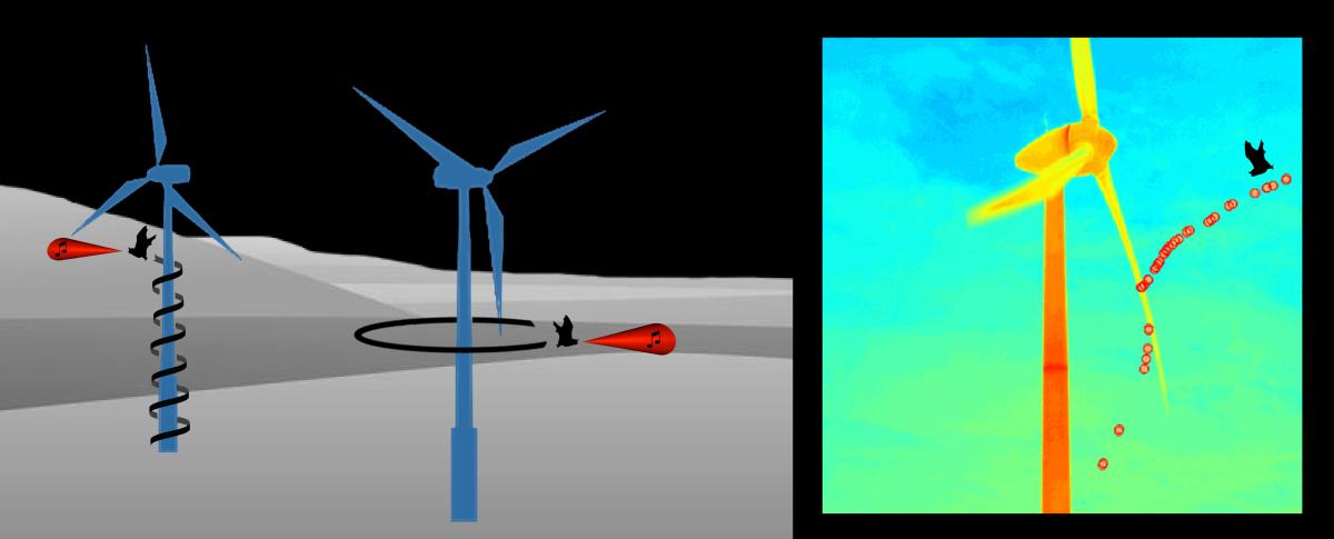 Fledermausgesang im Rotorbereich – neue Hinweise zur Attraktionswirkung von Windenergieanlagen
