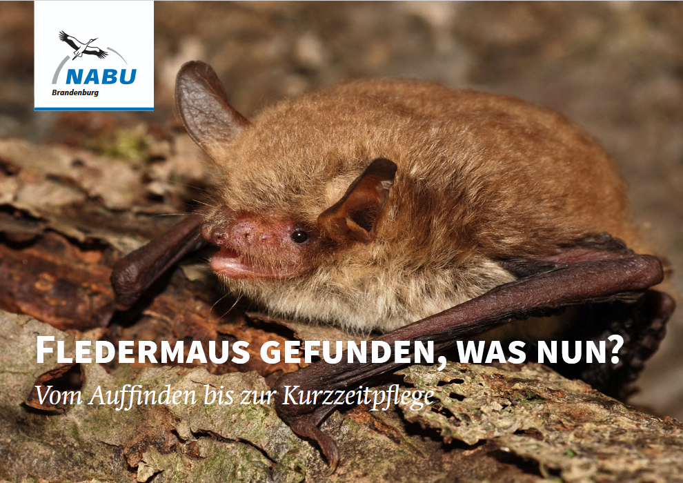 Fledermaus gefunden, was nun?
