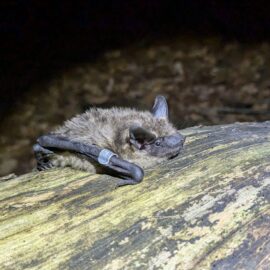 Aus Eptesicus wird Cnephaeus – neue wissenschaftliche Namen für Breitflügel- und Nordfledermaus Aus Eptesicus wird Cnephaeus – neue wissenschaftliche Namen für Breitflügel- und Nordfledermaus