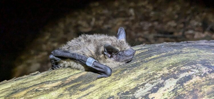 Aus Eptesicus wird Cnephaeus – neue wissenschaftliche Namen für Breitflügel- und Nordfledermaus
