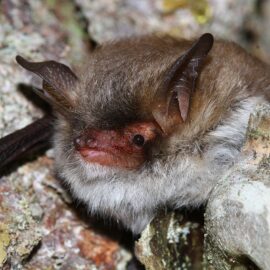 Kaum zu unterscheiden, aber genetisch getrennt: Myotis crypticus und Myotis nattereri