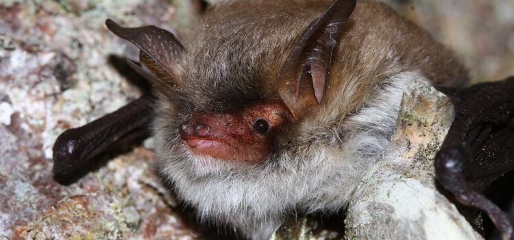 Kaum zu unterscheiden, aber genetisch getrennt: Myotis crypticus und Myotis nattereri